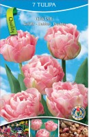 KN Tulip Double Pink (7 bulbs)